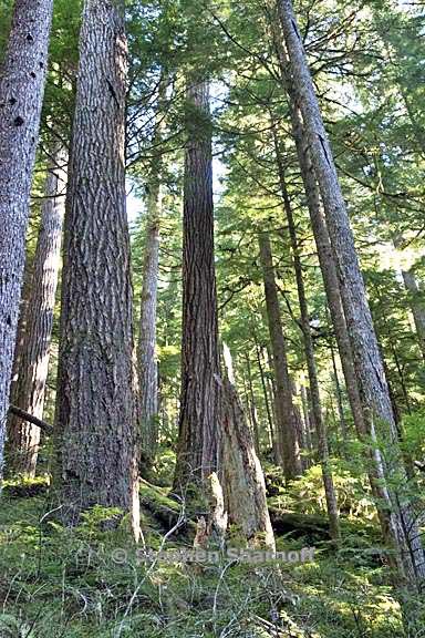 opal creek forest 2 graphic